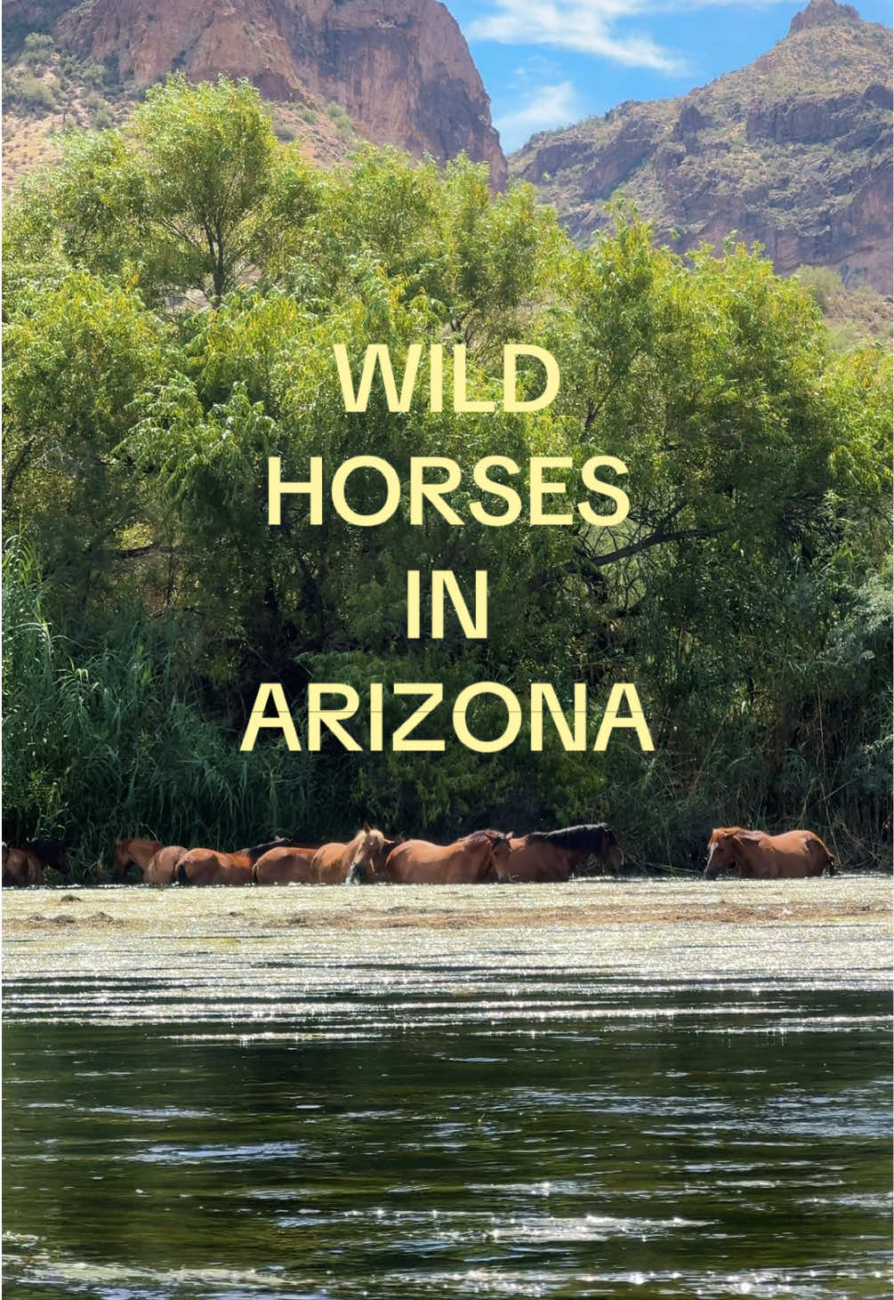 ty universe for this magical moment.✨a gift i’ll cherish forever.🐎🌊🏜️ #wildhorses #tontonationalforest #arizona #Summer 