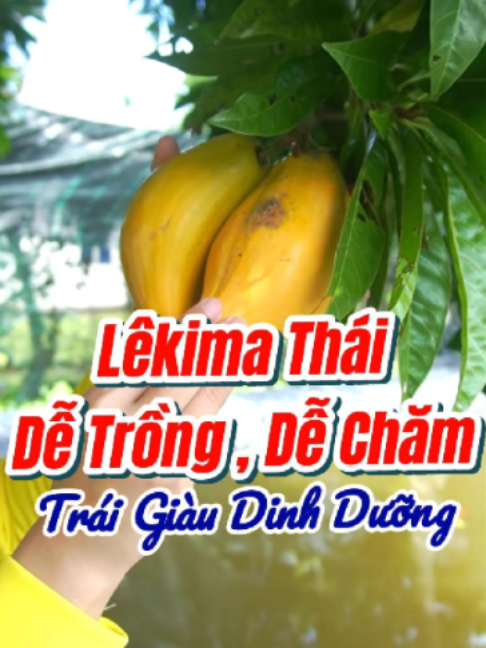 Lêkima Thái dễ trồng, dễ chăm trái giàu dinh dưỡng #welofarm #caygiong #topcaydangtrong