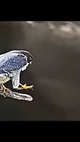 Peregrine falcon attacking other animals 🆚 Eagle                 #peregrinefalcon #animals #fypシ #release #strees 