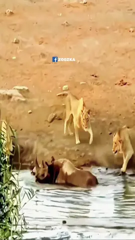 وحيد القرن اتعملو كمين 😂😂