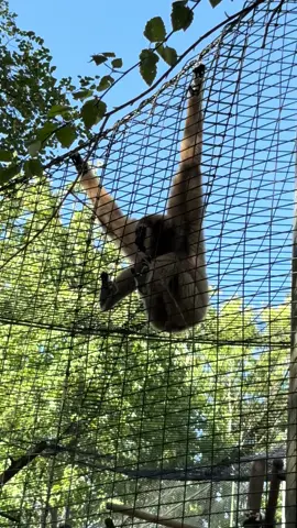 Elliot the white-handed gibbon loves to sing his song for the people. He may be a lesser ape but his song is nothing short of great.
