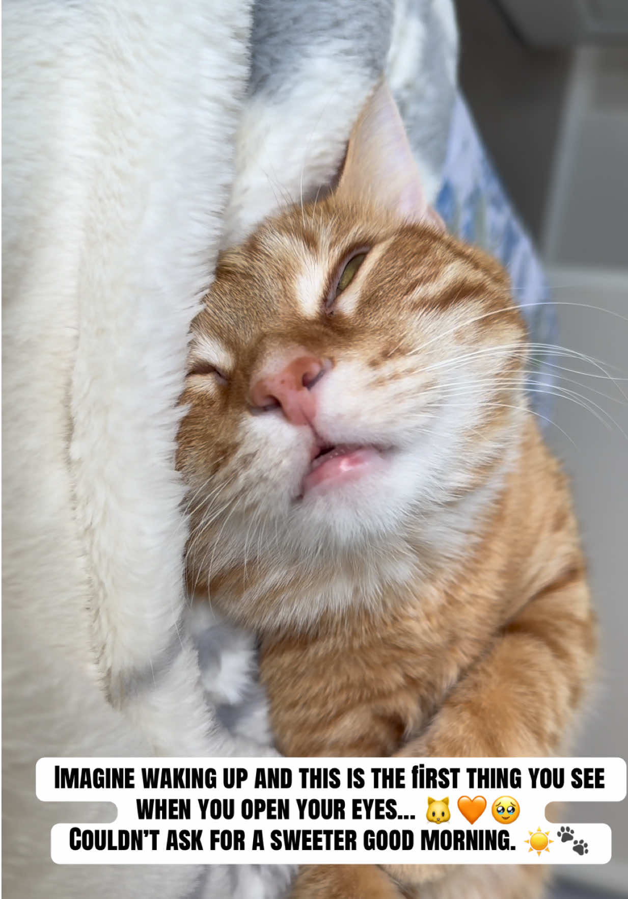 Waking up to this little face. 🐱🥹💕 #cutecat #orangecat #catlovers #catsoftiktok #catvideo 