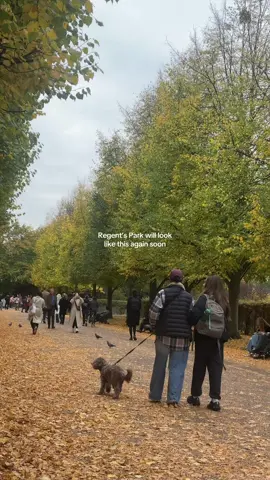 Next month Regent’s Park will look like this again 🍂 my favourite place to visit in late October 🍁 #regentspark #autumn #london #fall