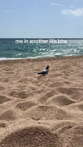 I just know I’m a color pigeon on a beach in Spain