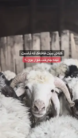 #ئەکتیڤبن🥀🖤ـہہـ٨ــہ #