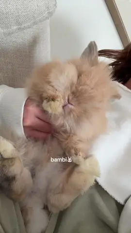 #bunny #fyp #explore #cute #rabbit 