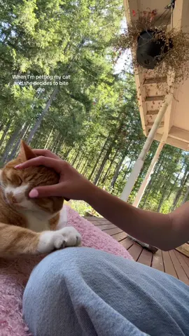 wow #fyp #cat #biting #really #petting 