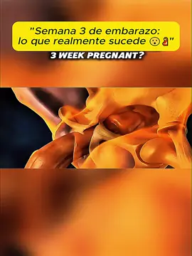 3d Del cigoto al blastocisto — así comienza la vida en la semana 3 de embarazo 🤰🔬 (Contenido educativo con fines informativos)#Embarazo #Concepcio</h>́n <h id=