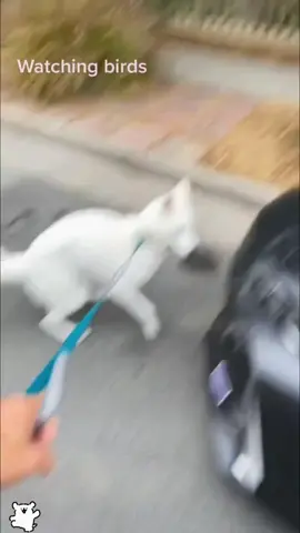 Unlucky dog #funnyvideo #cutepet #unlucky #poordog 