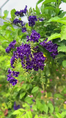 Hoa chuỗi ngọc tím nhỏ xinh #nhavuonanthang #hoadepbonmua #nhavuonthangan #hoachuoingoc