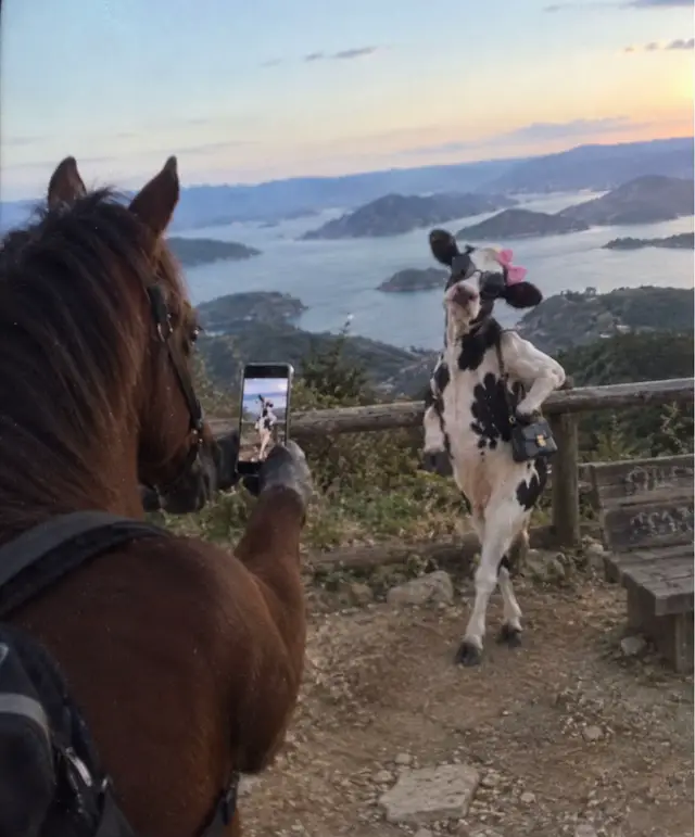 #horse #bruno #fyp #funny 