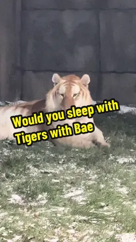 Would you sleep with Tigers with Bae? This place is the ultimate hold me tightly moment with Bae. I linked the hotel on the location tag #tiktokgostarcreator #QueenOfBaecation #datenightideas #couplesvacation 
