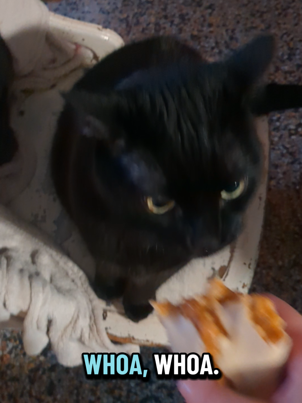 why does she act like she's never been fed once in her life!? #cat #blackcat #blackcatsoftiktok 