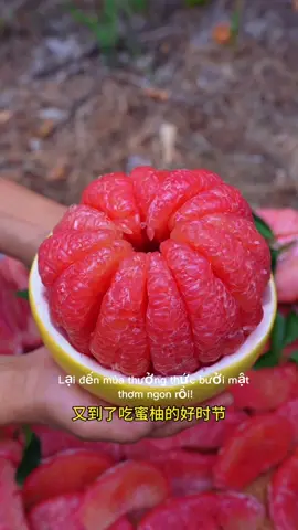 Bưởi ruột đỏ nhập khẩu từ nước ngoài, mọng nước, thơm ngát hương bưởi và có vị ngọt thanh tự nhiên.#水果 #tiktokindia #trend 