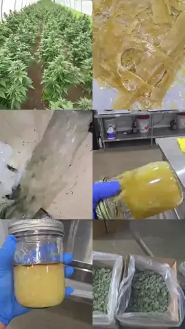 do you love the taste? #terps #concentrates #rosintech #rose 