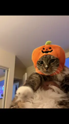 Pumpkin hat on pepper 🎃 *Hat from Daiso 2.25 #pumpkin #pepper #halloween #cat #Cute 