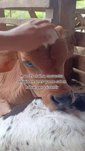 #ganaderia #becerros #viral 