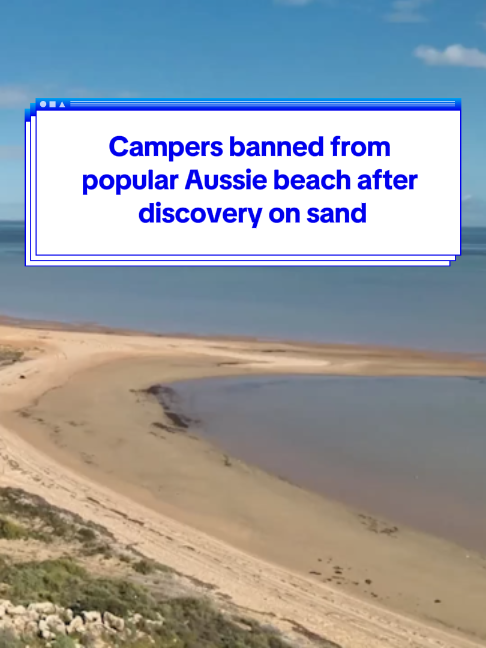 Campers banned from popular Aussie beach after discovery on sand 🐣 #yahooaustralia #australia #environment #beach