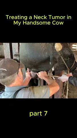 Treating a Neck Tumor in My Handsome Cow5#cow #vet #abscess #farm 