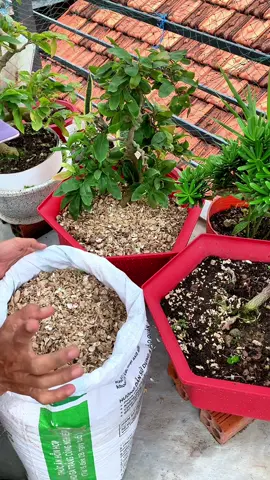 5kg Vỏ đậu phộng,vỏ lạc xay 