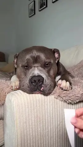 Do they look alike? 👀 #dogs #pethumor #funnydog #bullybreed #doghumor Dog life, dog humor, dogs, funny dogs, cute dog