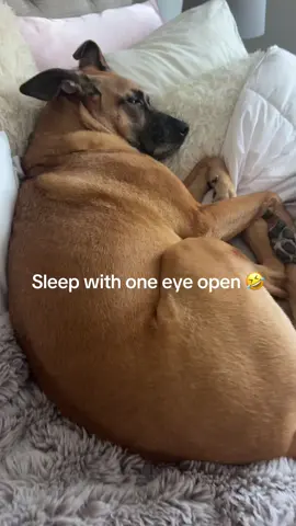 He feels like he might miss out 🤣🤣 #pets #funnypets #fy #fy #dogsoftiktok 