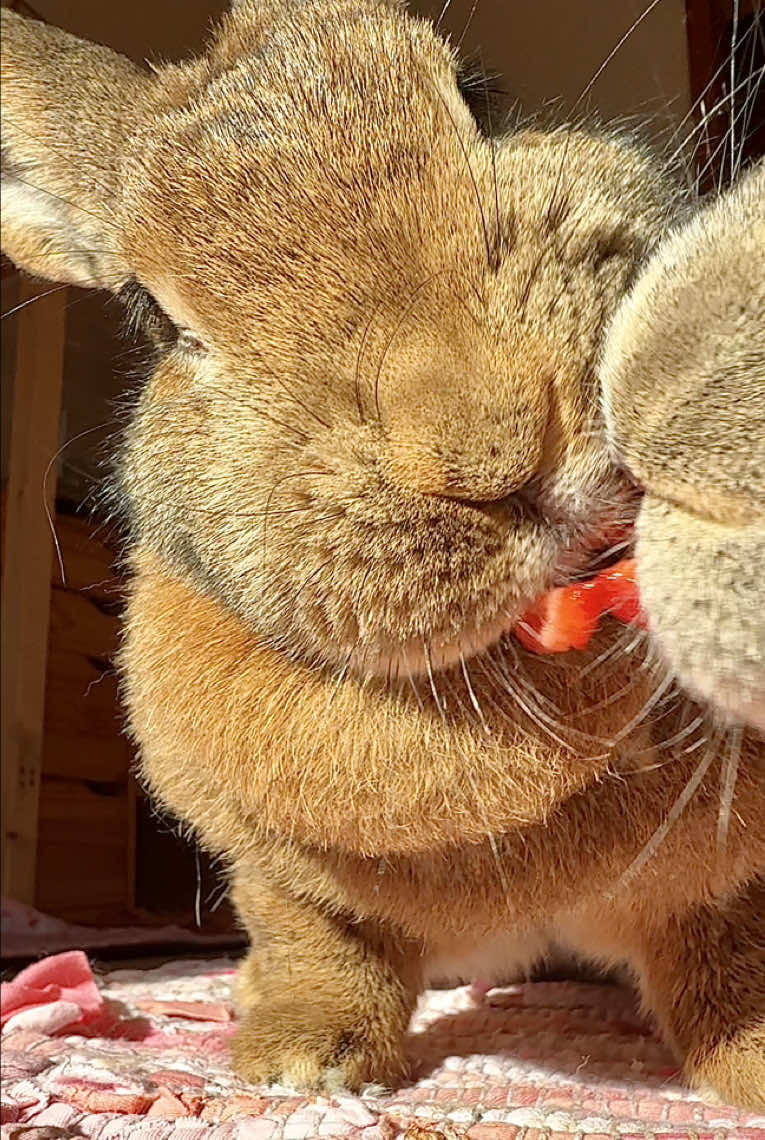 Wuni had already finished his own strawberry, but he just had to make sure Wilma’s was just as good. Quality control, of course 😆 #yummyinmytummy #fruitlover #strawberry #bunniesoftiktok #cutepets 