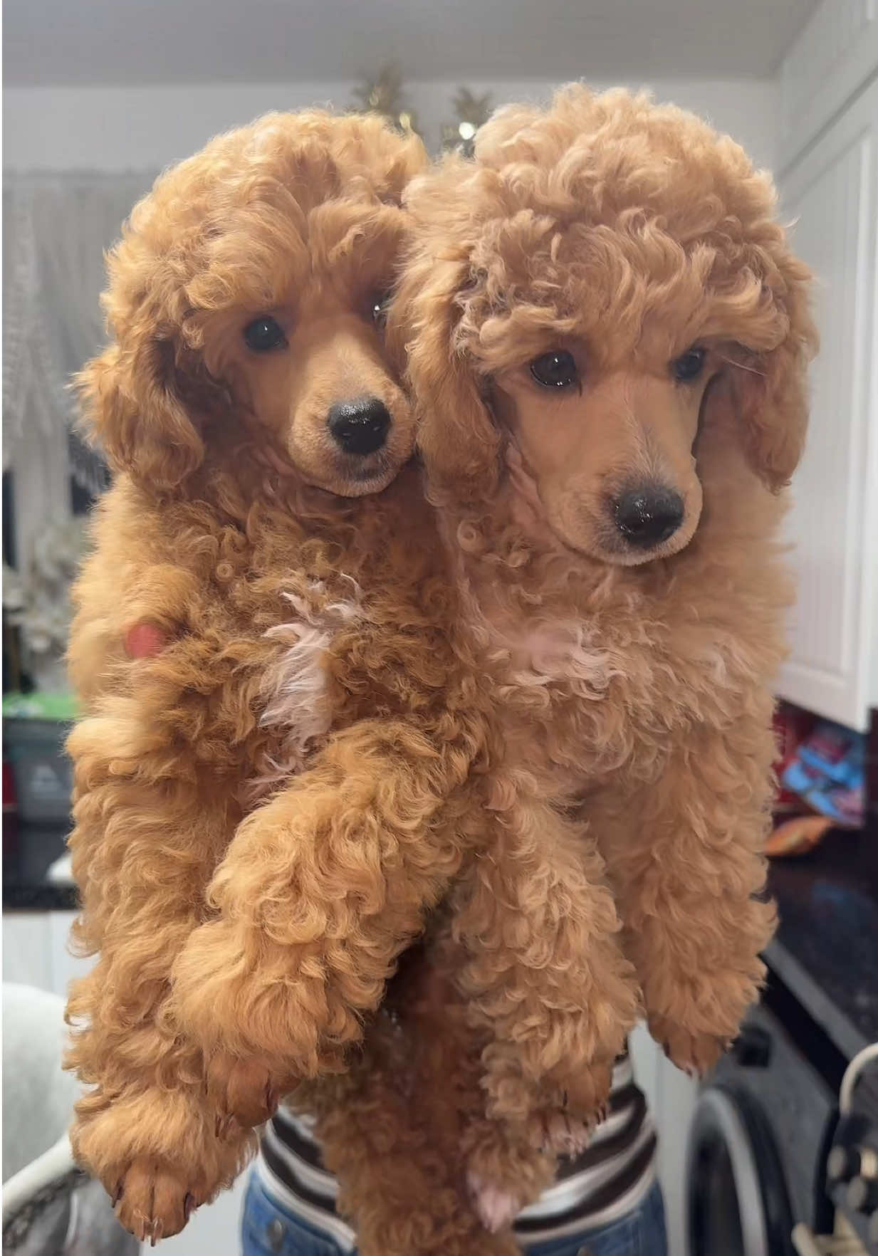 Baby cubs🦁🐩