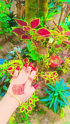 #tiktokforyou #হাতেরভিডিও #foryourpage #creatorsearchinsights 