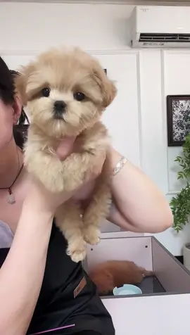 #fyp #cutepet 