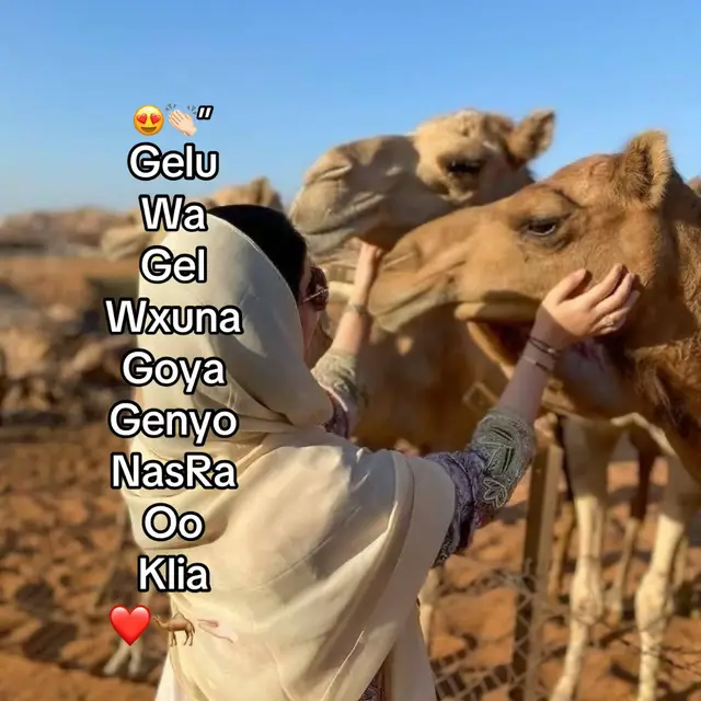 Genyo NasRa😍👏🏻🐪❤️ #fyp #foryoupage #somalitiktok #viewsproblem 