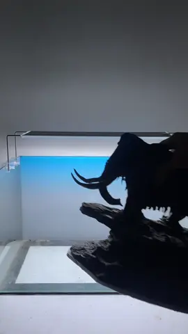 Mamut hồ 50 #aquarium #thuysinh 