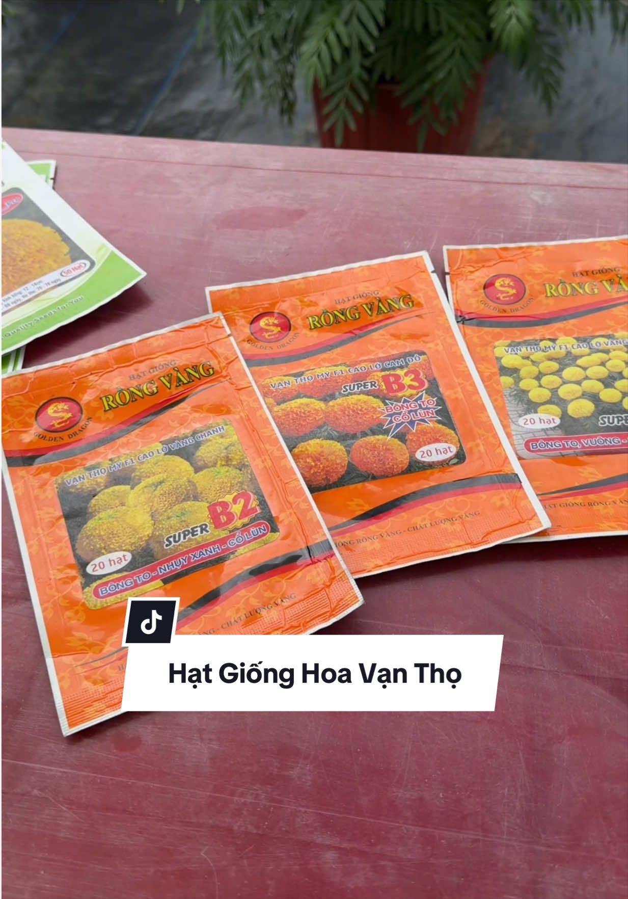 Hạt giống hoa vạn thọ gói 20 hạt #toancailay #hoavantho #hoatet2027 