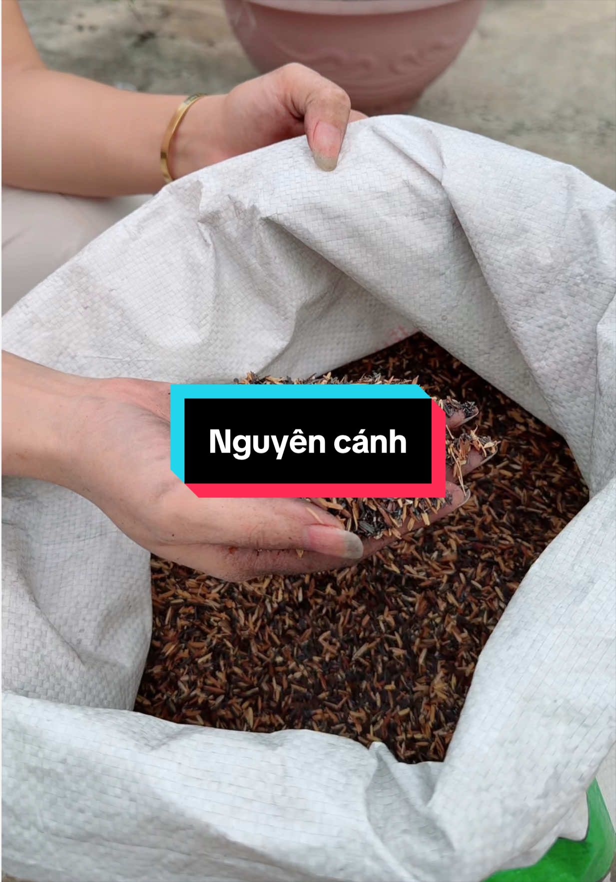 Trấu hun nguyên cánh trồng cây #trongcay #chamcay #nongnghiep 