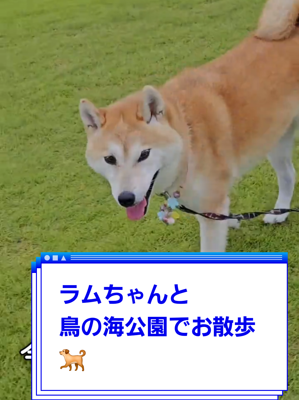 みんなでお出かけ😊💕鳥の海公園でラムちゃんのお散歩タイム🐕🌿 気持ちよさそうにトコトコ歩いてました🐾✨ #鳥の海公園#りーちゃんの愛犬  #柴犬 #お散歩  #癒し動画 