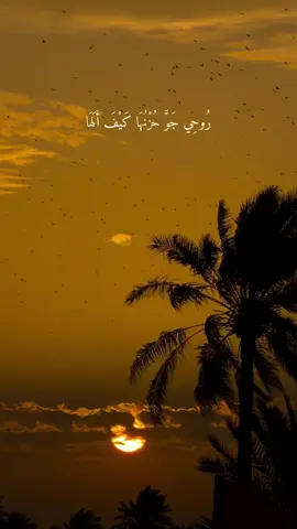 جنت اهدم الحيطان هيه وسكفها هسه الردان طيح مابيه اكفه🥺
