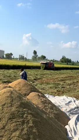 #shukaralhamdulillah  #rice  #crop #harvest 