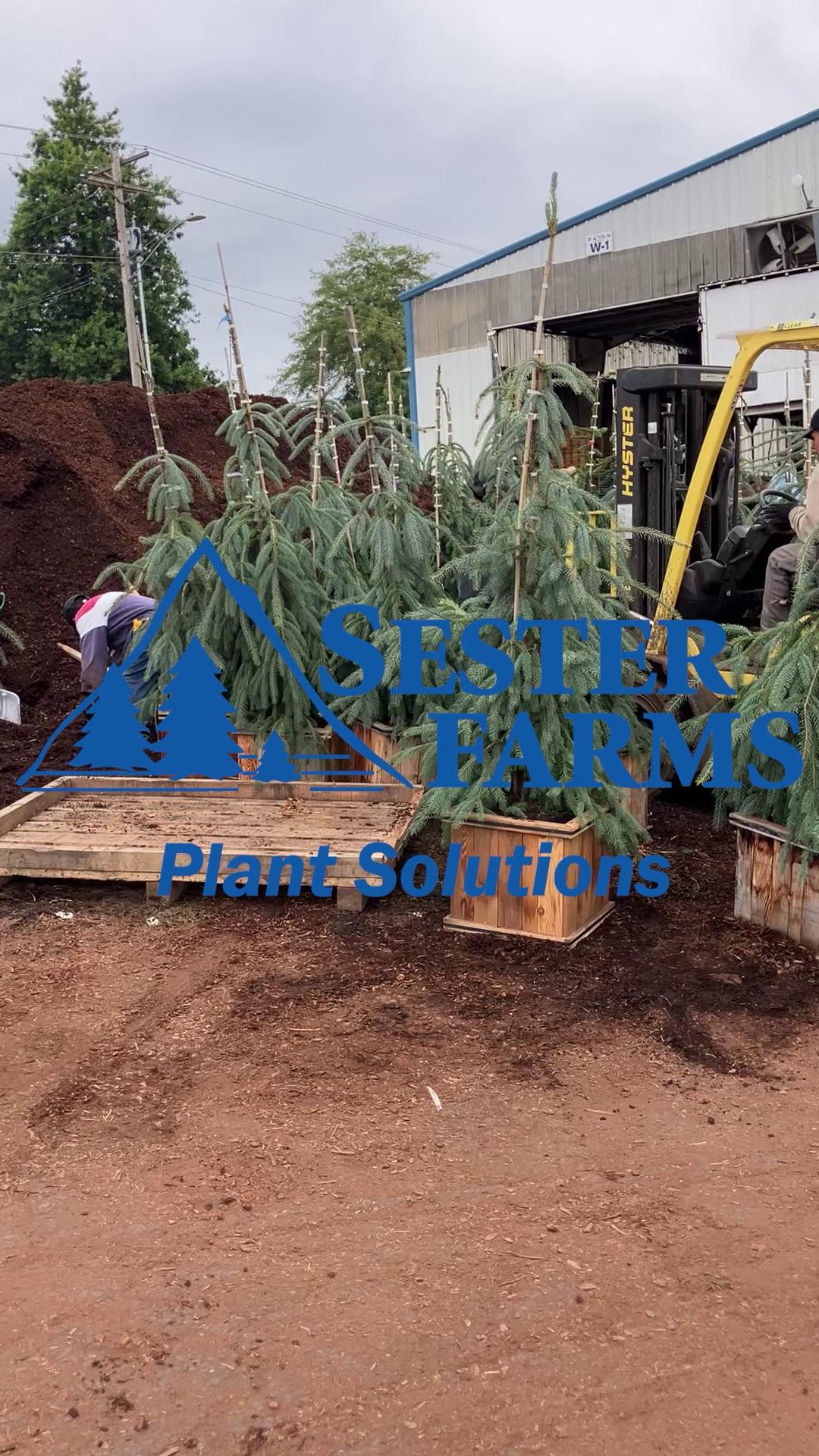 High End Conifer Showcase: Touring Sester's Freshly Boxed Specimens #sesterfarm #evergreen #trees #plantnursery #oregon