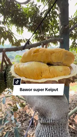 Tinggal muluk itu aja anu itu iya CU eh , keceplosan heee  Keriput deh pait guysss  #durian  #fypシ゚  #fypageシforyoupage  #fyppppppppppppppppppppppp  #bawor 
