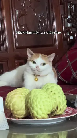 Không dou đọu #Muống #mèocute #mèodễthương #mimuongne #mèo 
