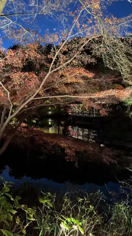 #秋 #紅葉 
