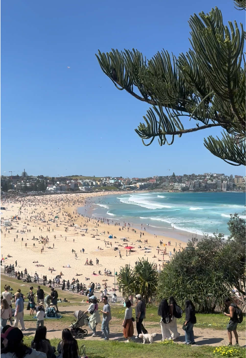 Bondi Beach really turned up today 🌞 • • #summervibe #kitefestival #bondibeach #sydney #travel