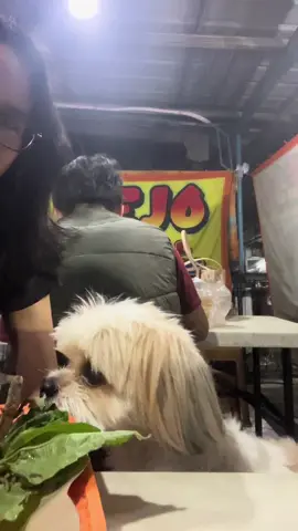 James makan lele 🤪🤪 mau dikomplen apa lagi?? #dogsoftiktok #funny #fypage #makan 