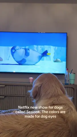 She loves it! #goldenretriever #sealook #puppy #dogs