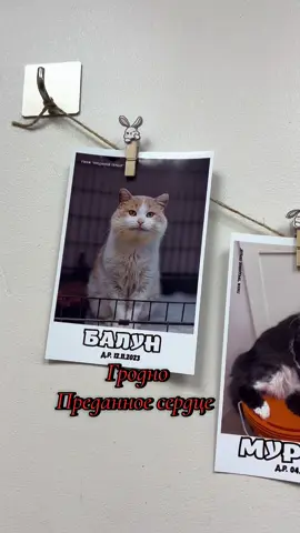 13.09.2026 80333347359 Настя Гродно  #зоозащита#коты#гродно#вик#преданноесердце