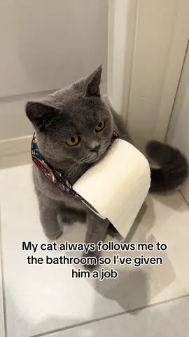 Mummy little helper! 🫢🥰🩵 #fyp #catsoftiktok #cat #catlover 