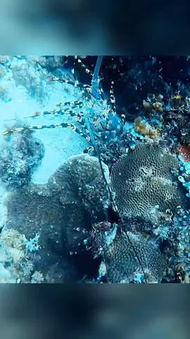 #viral #TikTokUSA #underwater #survival #catchandcook #spearfishing 