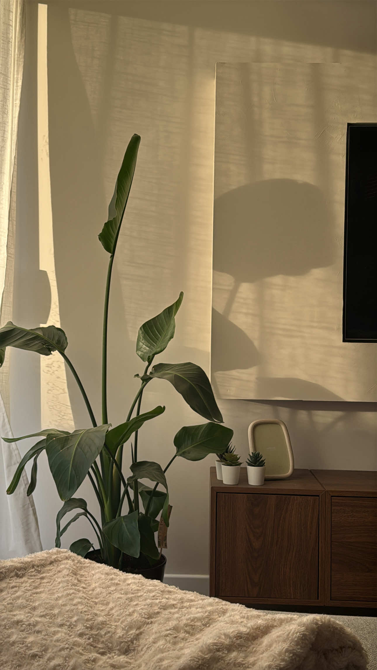 🏡 CHAMBRE D’AMIS — ÉPISODE 1 On commence enfin la transformation de notre chambre d’amis 🤎 Et pour cette pièce, on a décidé de créer une tête de lit 100 % sur mesure, avec des niches intégrées ! La structure est faite… mais le résultat final va être complètement différent 👀 Vous imaginez quelle couleur pour la suite ? 🎨 #renovationmaison #diydeco #pourtoiii #tetedelit #renovation