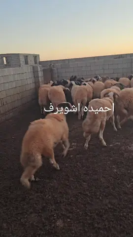 #شعب_الصيني_ماله_حل😂😂 #احميده الخفيفي 