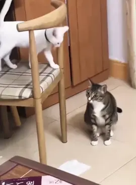 funny cats #cat #cute #catvideo #funnycats #funnyvideo 
